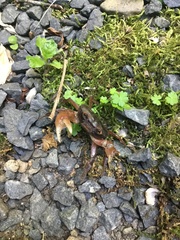 Geothelphusa dehaani