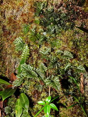 Trichomanes arbuscula