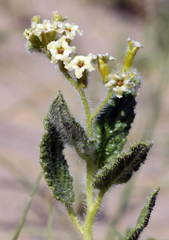 Tournefortia sogdiana