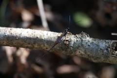 Dolichomitus irritator