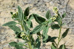 Tournefortia sogdiana