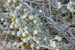 Artemisia santolina
