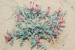 Astragalus erioceras