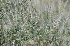 Astragalus karakugensis