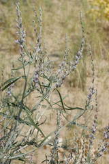 Astragalus karakugensis