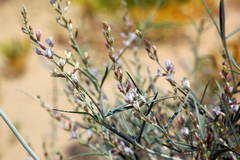 Astragalus karakugensis