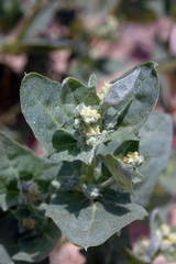 Atriplex aucheri