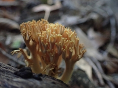Ramaria calvodistalis