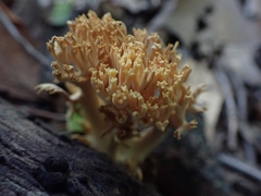 Ramaria calvodistalis