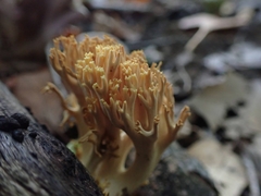 Ramaria calvodistalis