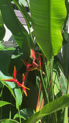 Heliconia rostrata