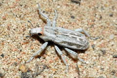 Entymetopus lineolatus