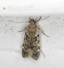 Chionodes thoraceochrella
