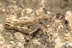 Dociostaurus kraussi