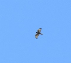 Buteo lagopus