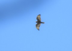 Buteo lagopus