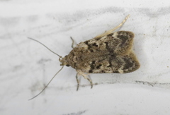 Chionodes thoraceochrella