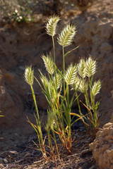 Eremopyrum orientale