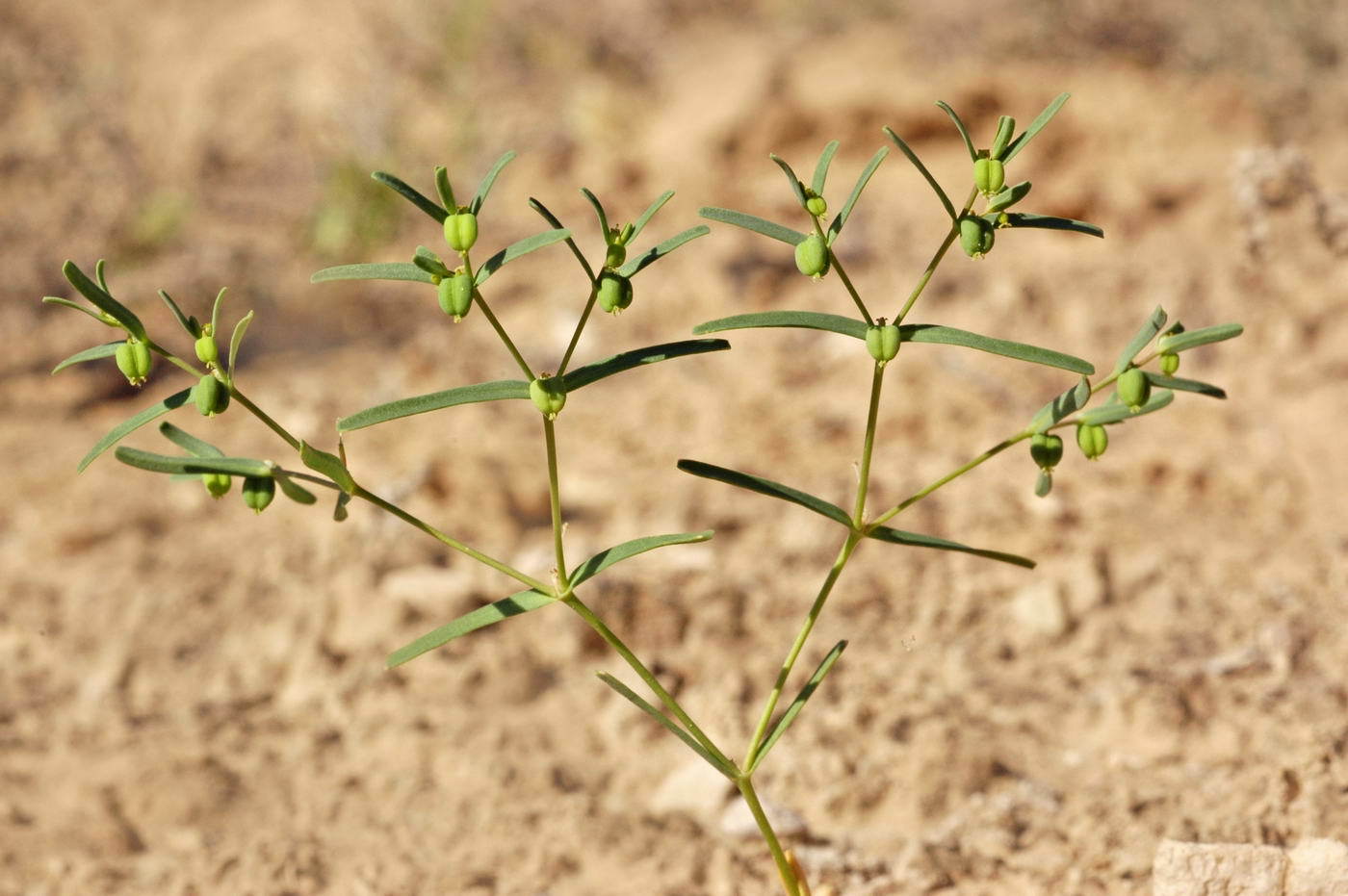 Euphorbia inderiensis