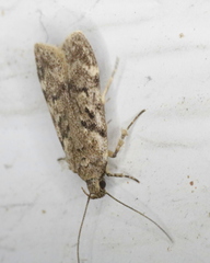 Chionodes thoraceochrella