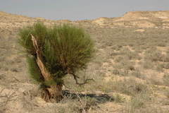 Haloxylon ammodendron