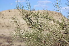 Haloxylon ammodendron