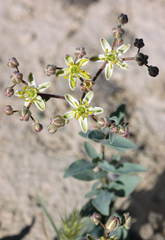 Haplophyllum versicolor