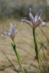 Iris songarica