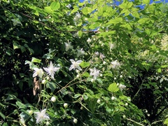 Clematis parviloba