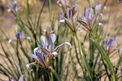 Iris songarica