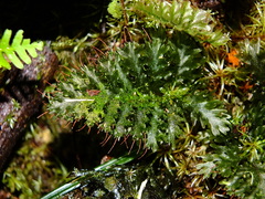 Trichomanes arbuscula