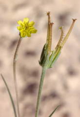 Koelpinia tenuissima