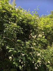 Clematis parviloba