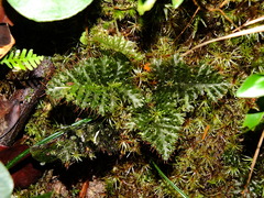 Trichomanes arbuscula