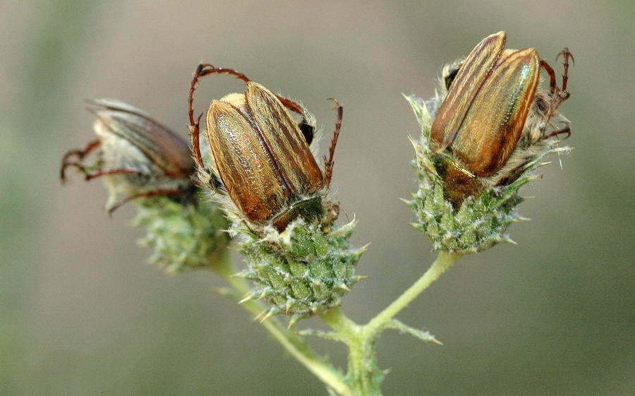 Glaphyrus oxypterus