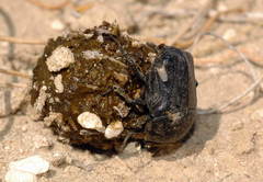 Gymnopleurus aciculatus