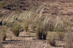 Stipa arabica