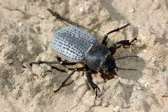 Trigonoscelis muricata