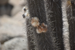 Haageocereus pseudomelanostele