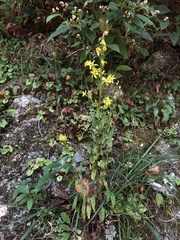 Solidago