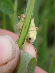 Euschistus variolarius