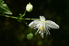 Clematis parviloba