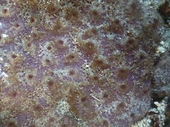 Eudistoma psammion