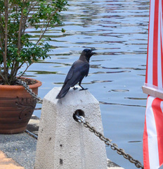Corvus splendens