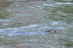 Varanus salvator macromaculatus