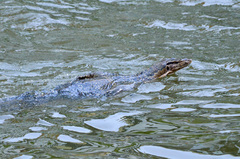 Varanus salvator macromaculatus