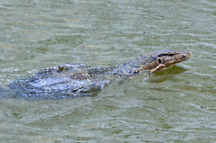 Varanus salvator macromaculatus