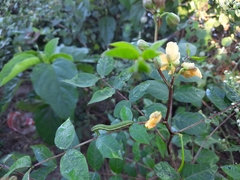 Catopsilia pyranthe