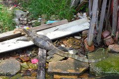 Varanus salvator macromaculatus