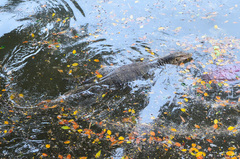 Varanus salvator macromaculatus